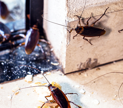 Hamam Böceği İlaçlama