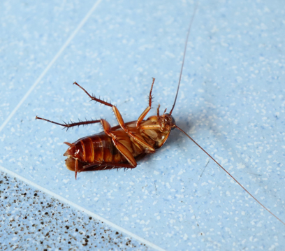 Hamam Böceği İlaçlama