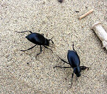 Karafatma Böceği İlaçlama