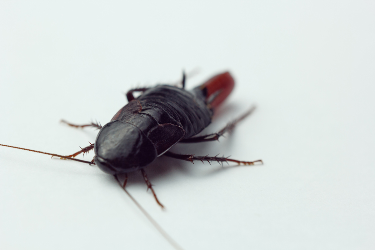 Karafatma Böceği İlaçlama