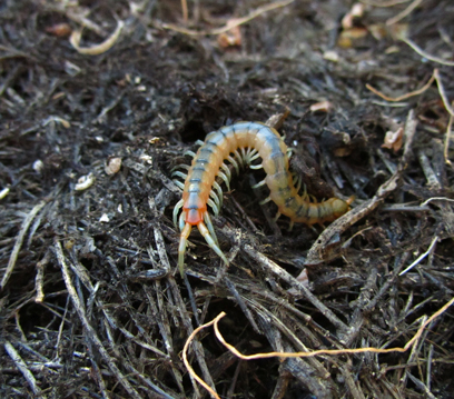 Kırkayak İlaçlama