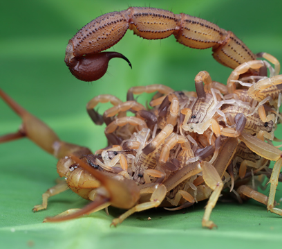 Kırkayak İlaçlama