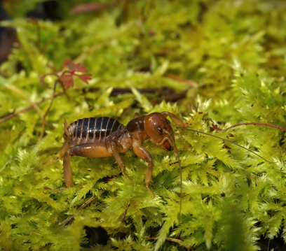 Kulağakaçan Böceği