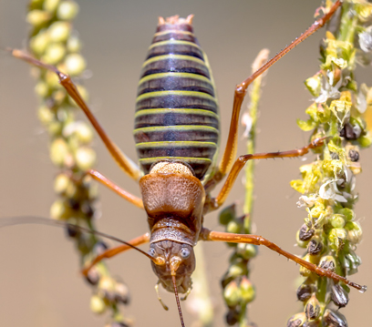 Kulağakaçan Böceği