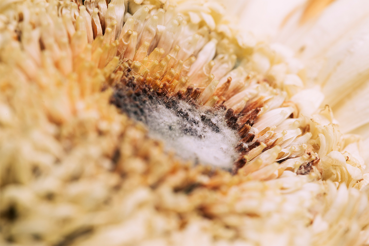 Kuş Biti İlaçlama