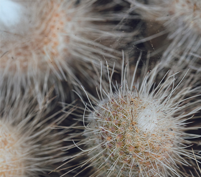 Kuş Biti İlaçlama