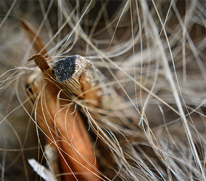 Kuş Biti İlaçlama