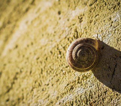 Salyangoz İlaçlama