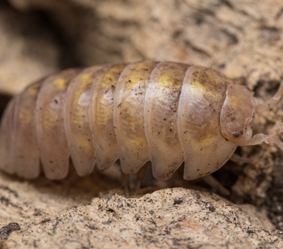 Tahta Kurdu İlaçlama