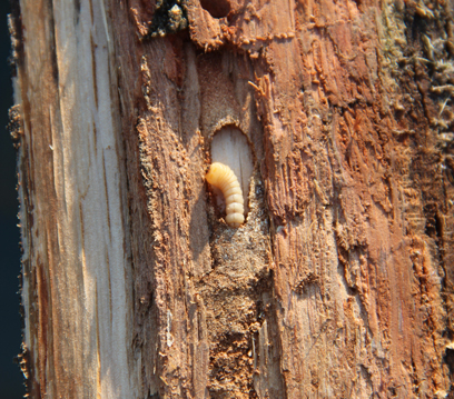 Tahta Kurdu İlaçlama