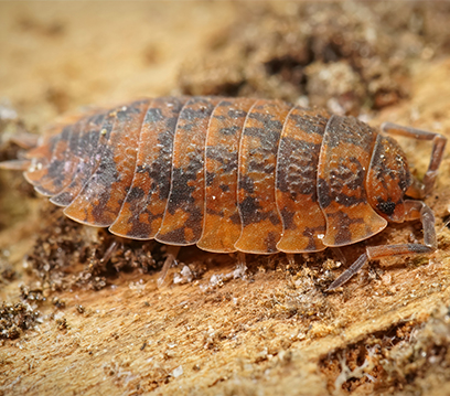 Tesbih Böceği İlaçlama