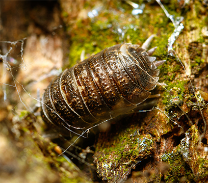 Tesbih Böceği İlaçlama