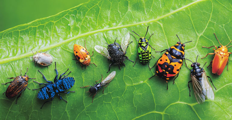 Böcek Isırığı Çeşitleri