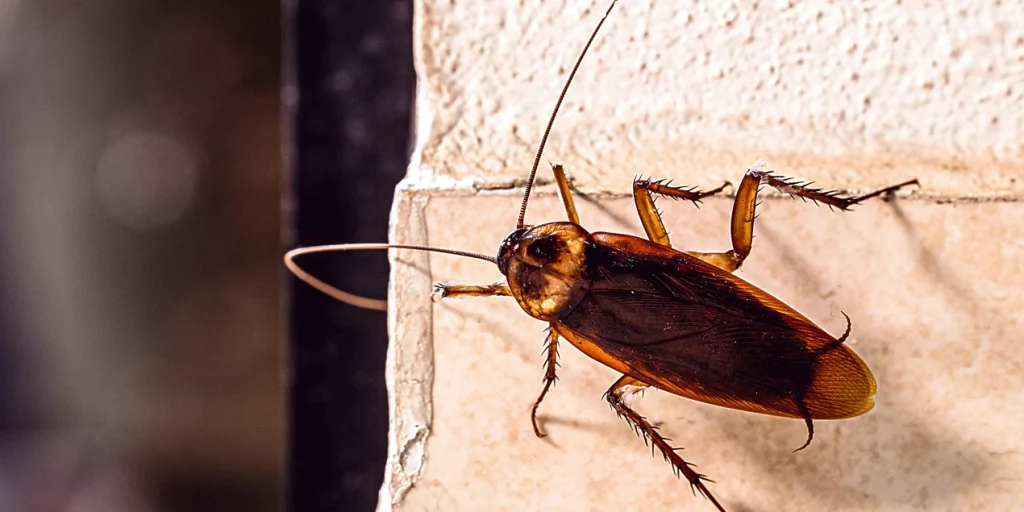 hamam böceği nasıl öldürülür