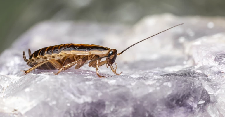 hamam böceği nasıl öldürülür