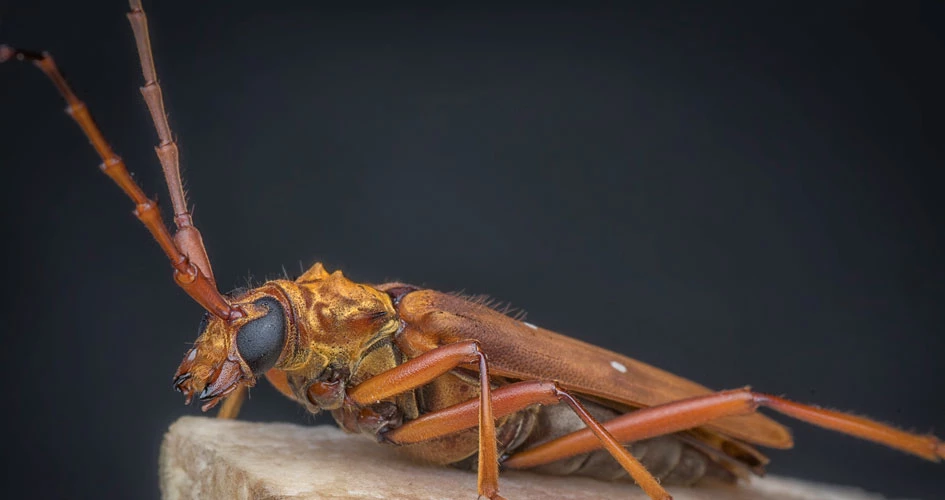 Hamam Böceği Neden Olur