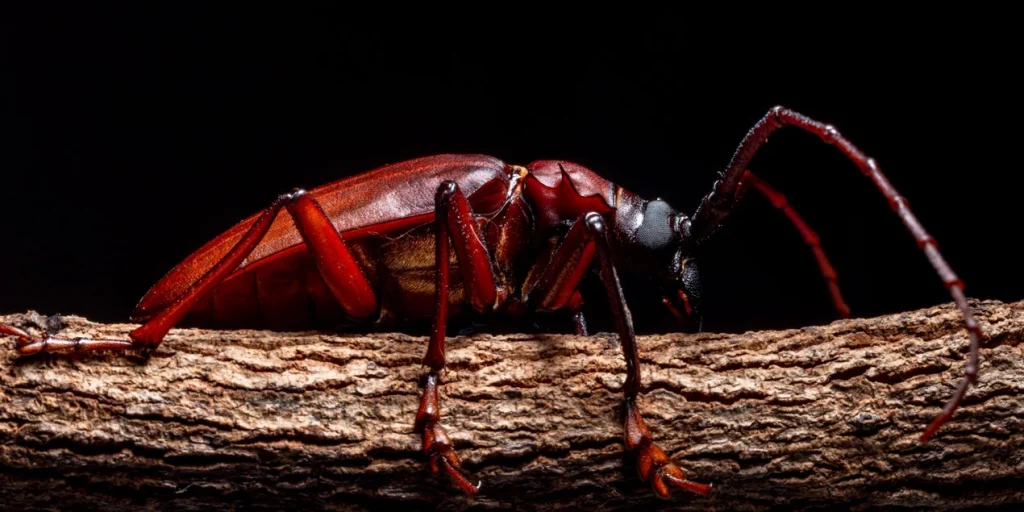 Hamam Böceği Neden Olur