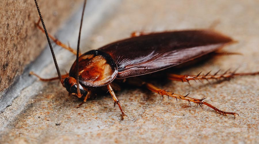 hamam böceği ilaçlama nasıl bulunur