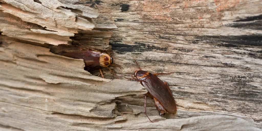tahta kurusu neyi sevmez