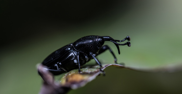 Karafatma İlaçlama