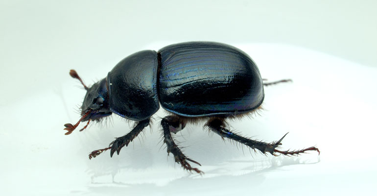 karafatma böceği nasıl yok edilir