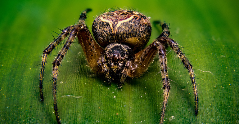 Örümcek İlaçlama