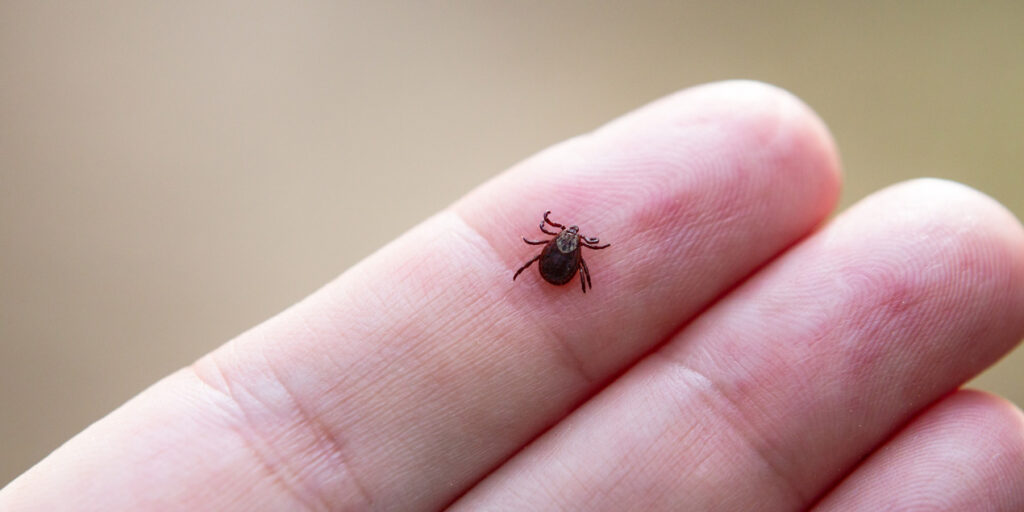 pire ısırığı nasıl olur