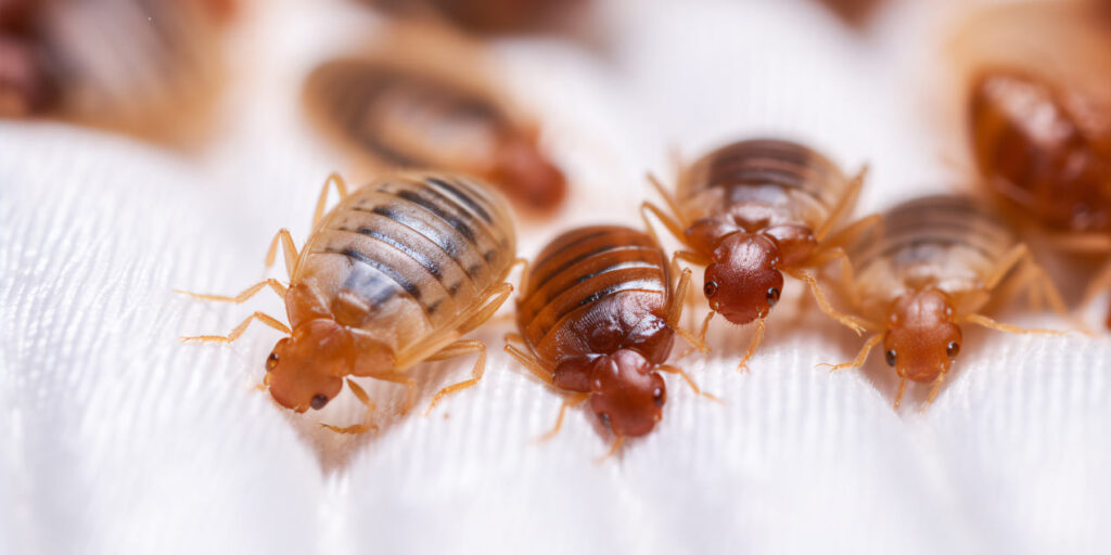 Tahta kurusu nasıl ürer