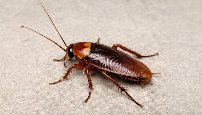 amerikan hamam böceği