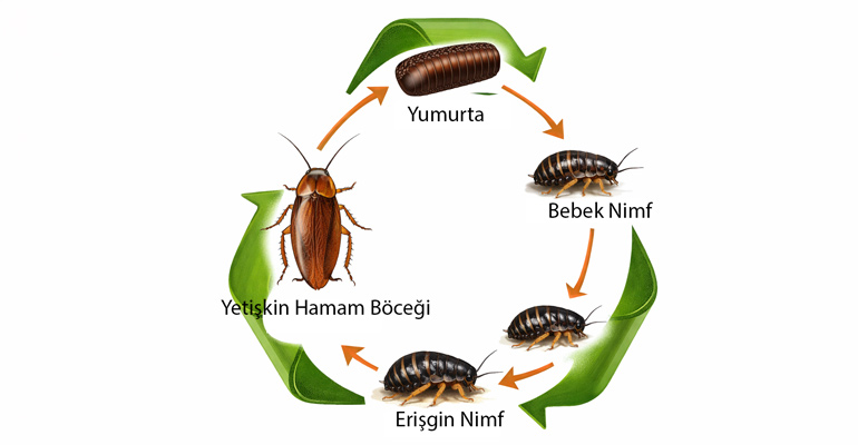 hamam böceği yavrusu yaşam döngüsü
