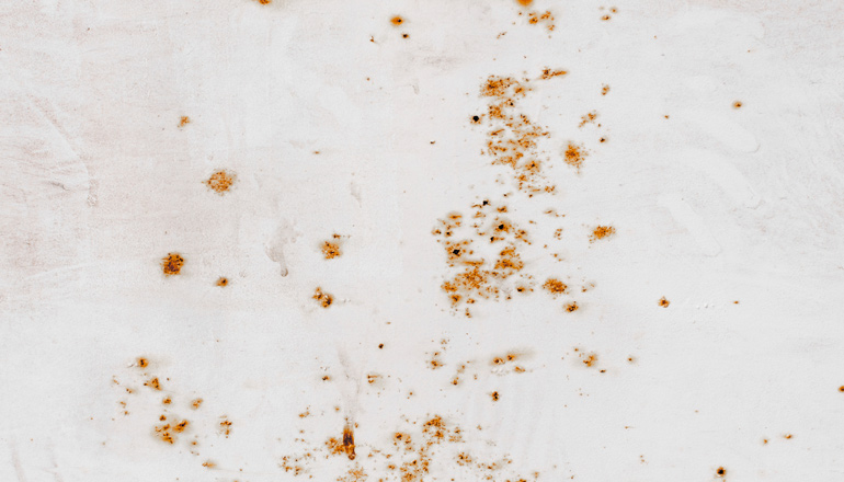 hamam böceği yumurtası