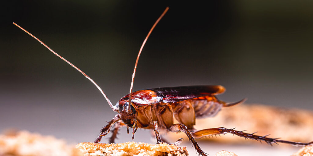 Hamam böceği yumurtası