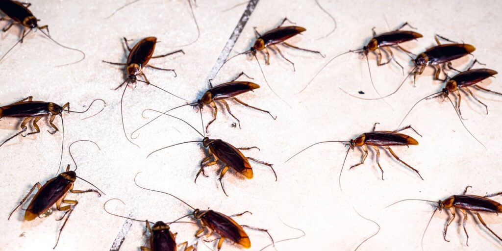 hamam böceği zehirli mi