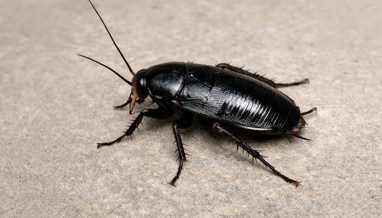 oryantel hamam böceği