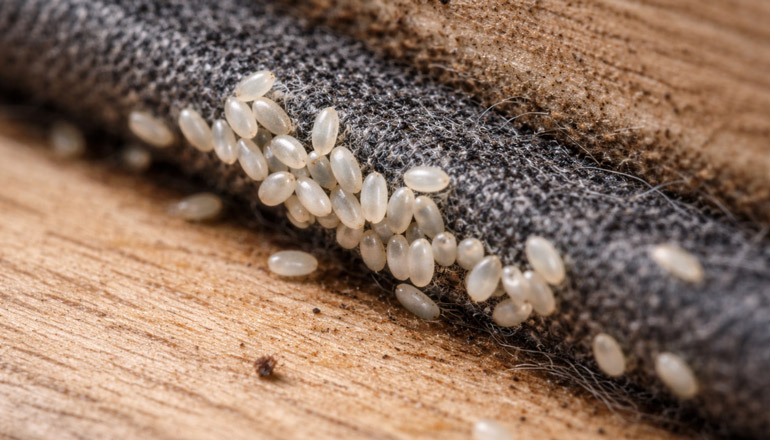 tahta kurusu yumurtası